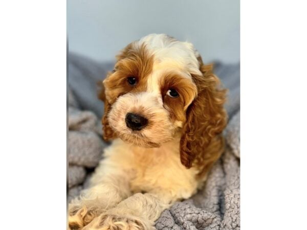 [#29098] White Male Cocker Spaniel/Poodle Puppies For Sale