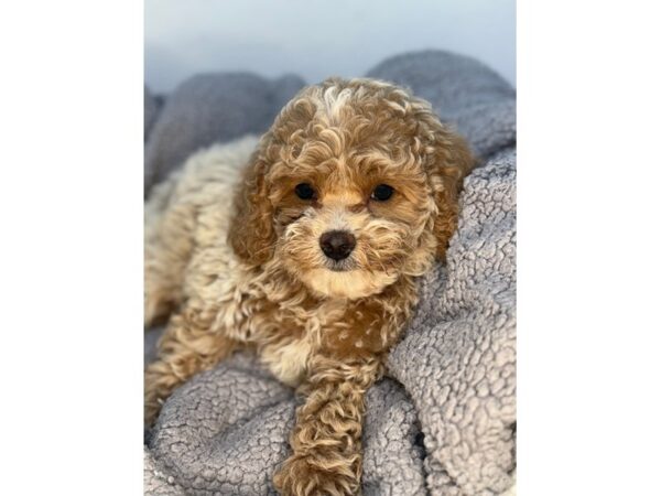 [#29096] Apricot Female F1B Cavapoo Puppies For Sale