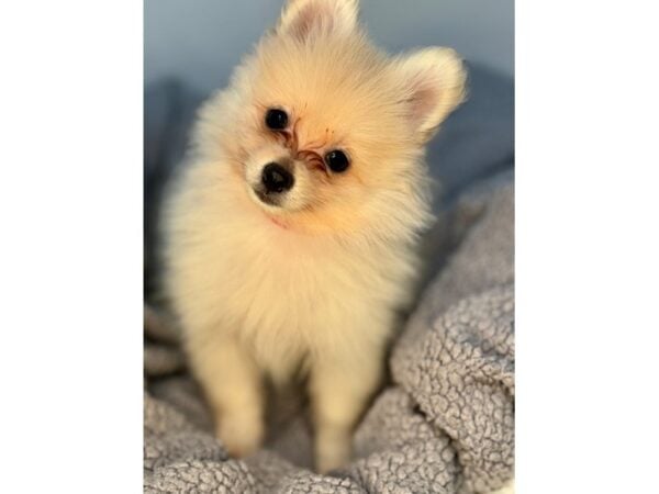 [#29093] Cream Female Pomeranian Puppies For Sale