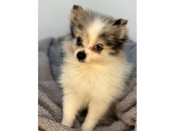 [#29076] Blue Merle Female Pomeranian Puppies For Sale