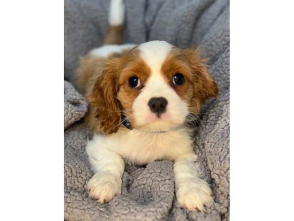 [#29089] Blenheim Male Cavalier King Charles Spaniel Puppies For Sale