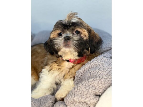 [#29086] Gold and White Female Shih Tzu Puppies For Sale
