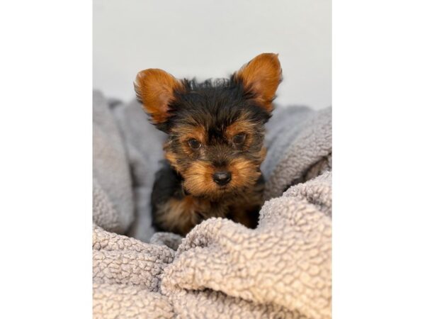 [#29095] Black / Tan Male Yorkshire Terrier Puppies For Sale