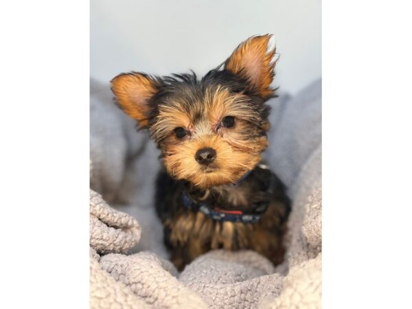 [#29094] Black / Tan Male Yorkshire Terrier Puppies For Sale