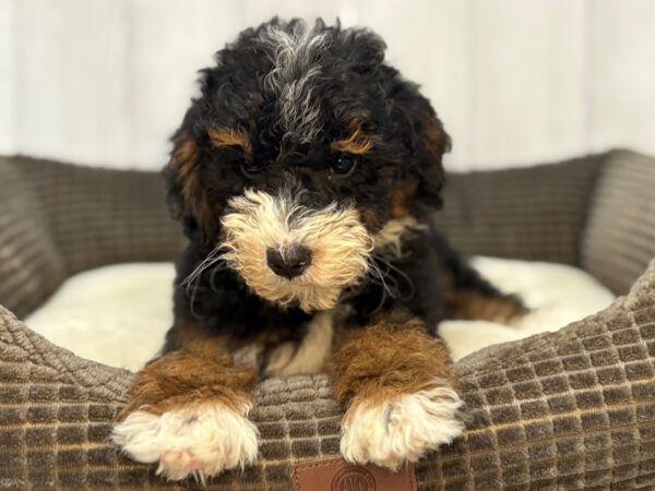 [#29112] Black / Tan Male F2 Mini Bernedoodle Puppies For Sale
