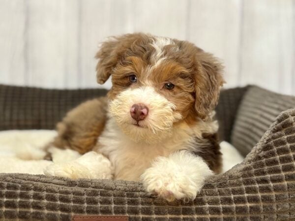 [#29111] Chocolate Merle Female F2 Mini Bernedoodle Puppies For Sale
