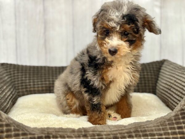 [#29110] Blue Merle Female F2 Mini Bernedoodle Puppies For Sale