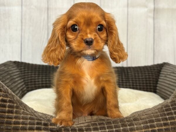 [#29109] Ruby Male Cavalier King Charles Spaniel Puppies For Sale