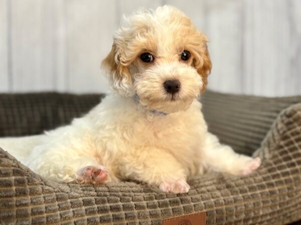 [#29105] White / Red Male Poodle Puppies For Sale
