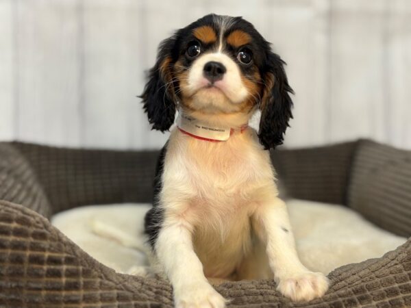 [#29103] Tri Color Female Cavalier King Charles Spaniel Puppies For Sale