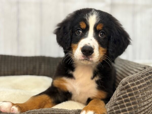 [#29101] Black Rust and White Male Bernese Mountain Dog Puppies For Sale