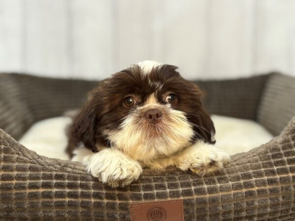 [#29099] Liver and White Male Shih Tzu Puppies For Sale