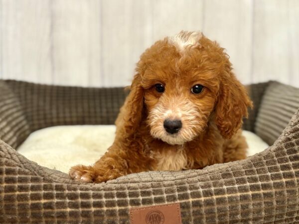 [#29107] Red Male F1B Mini Goldendoodle Puppies For Sale