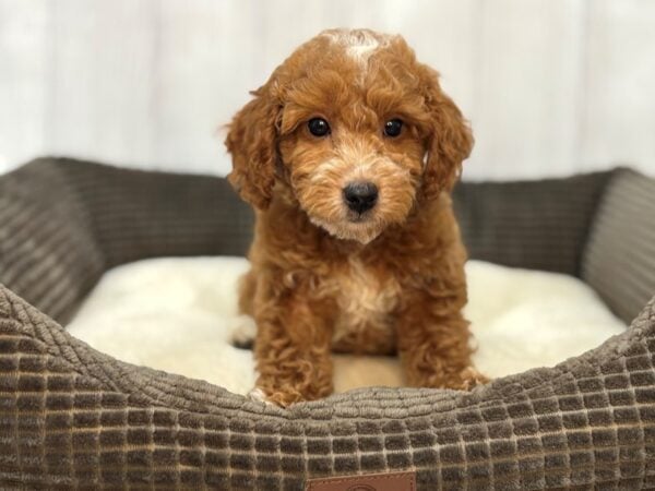 [#29108] Red Male F1B Mini Goldendoodle Puppies For Sale