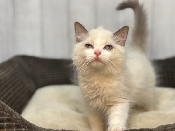 [#29115] Seal Point Male Ragamuffin Kittens For Sale