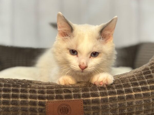 [#29116] Seal Point Male Ragamuffin Kittens For Sale