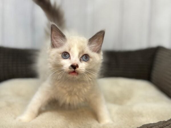 [#29117] Seal Point Male Ragamuffin Kittens For Sale
