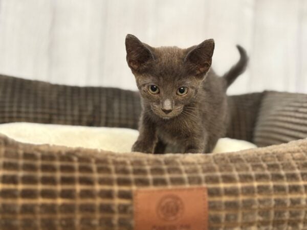 [#29113] Blue Male Russian Blue Kittens For Sale