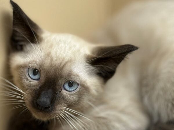 [#29114] Seal Point Male Siamese Kittens For Sale