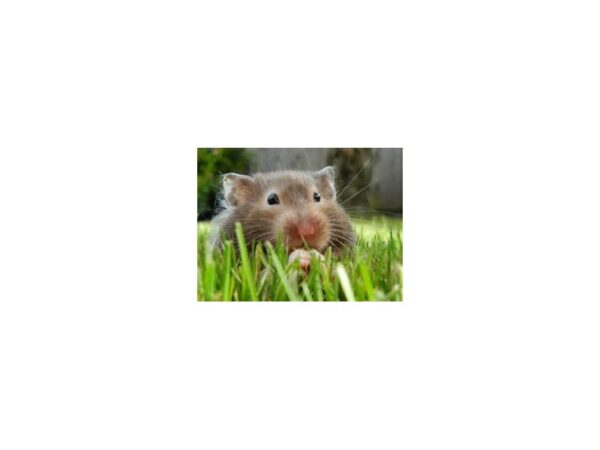 [#6] Male Teddy Bear Hamster Small Animals For Sale