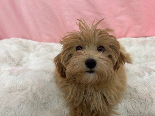 [#28966] Apricot Male Maltese/Poodle Puppies For Sale