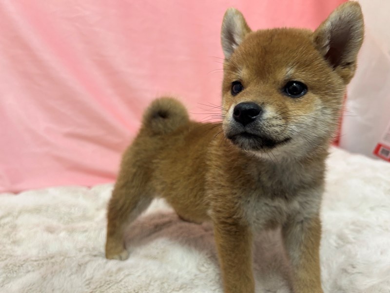 Shiba Inu Puppy Red Sesame ID: 29005 Located at Petland Las Vegas