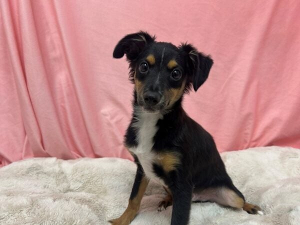 [#29051] Tri-Color Male Miniature Australian Shepherd Puppies For Sale