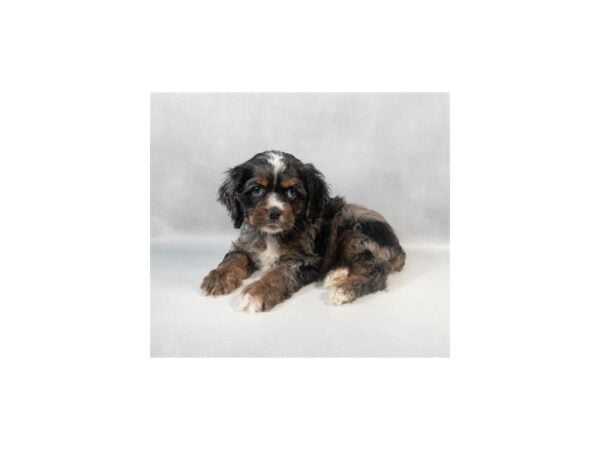 [#29136] Blue Roan and Tan Male Cocker Spaniel Puppies For Sale
