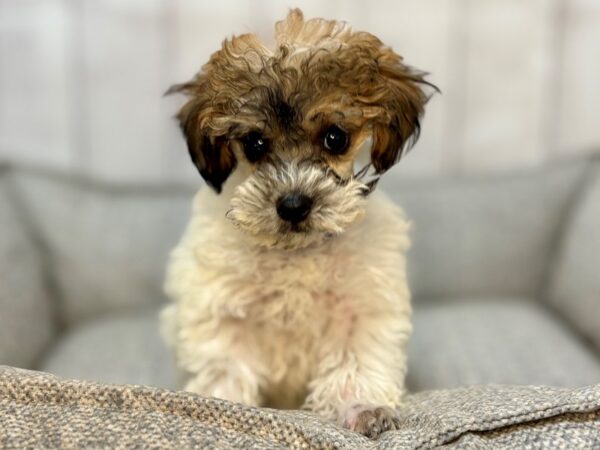 [#29135] White and Apricot Male Poodle Puppies For Sale