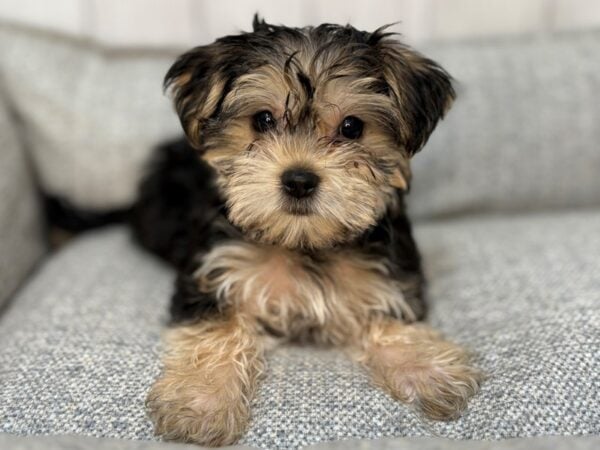 [#29130] Black and Tan Male Maltese/Yorkshire Terrier Puppies For Sale