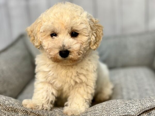 [#29129] Cream Female Bichon Frise/Poodle Puppies For Sale