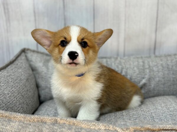 [#29128] Sable Male Pembroke Welsh Corgi Puppies For Sale