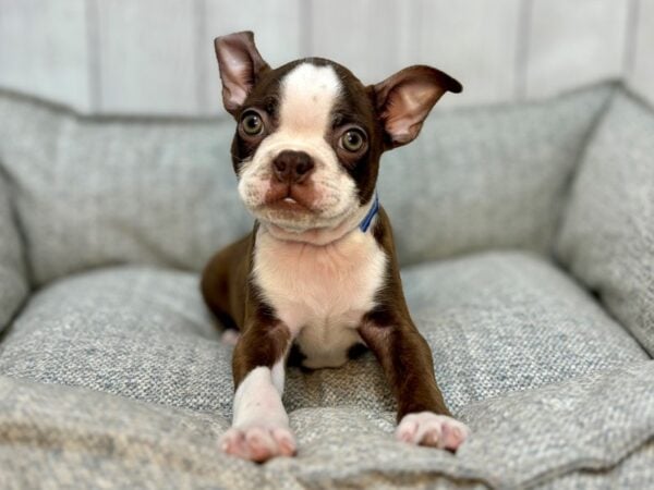 [#29127] Seal Brindle and White Male Boston Terrier Puppies For Sale