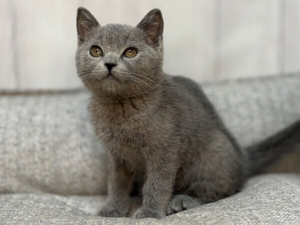[#29119] Blue Male British Shorthair Kittens For Sale