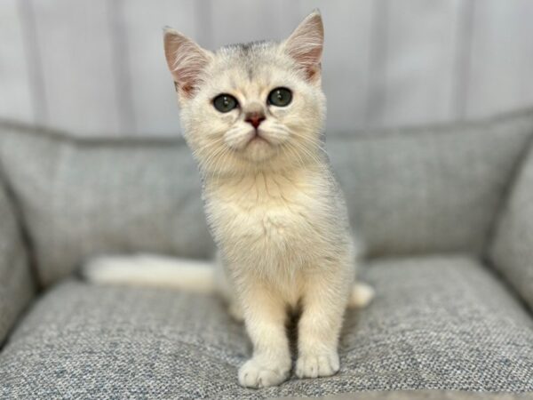 [#29120] SILVER SHADED Male British Shorthair Kittens For Sale