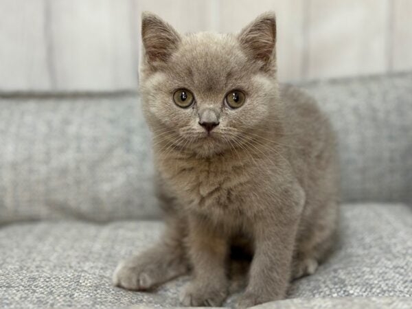 [#29118] Blue Female British Shorthair Kittens For Sale