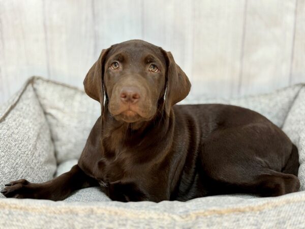 [#29141] BROWN Female Labrador Retriever Puppies For Sale