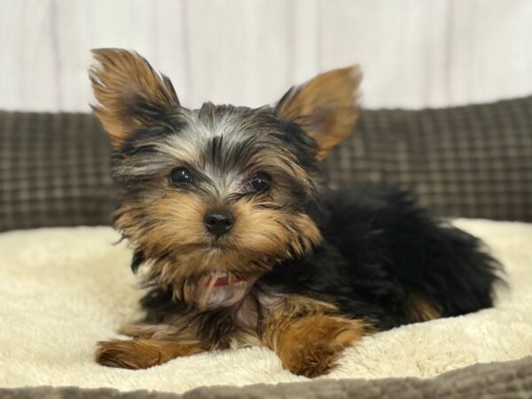 [#29161] Black / Tan Female Yorkshire Terrier Puppies For Sale