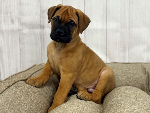 [#29159] Fawn Male Bullmastiff Puppies For Sale