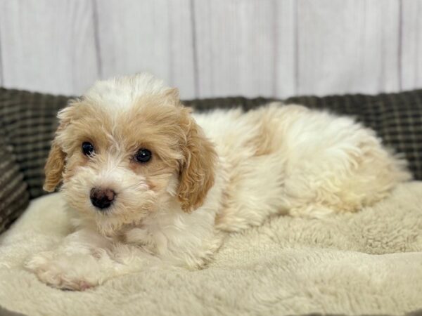 [#29158] White / Apricot Female Poodle Puppies For Sale