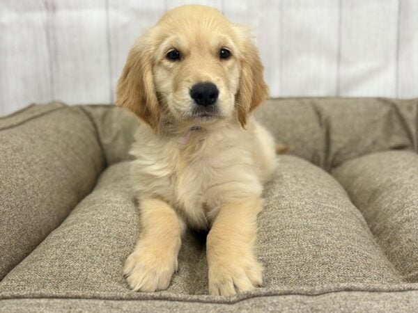 [#29157] Light Golden Male Golden Retriever Puppies For Sale