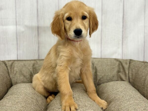 [#29156] Golden Female Golden Retriever Puppies For Sale