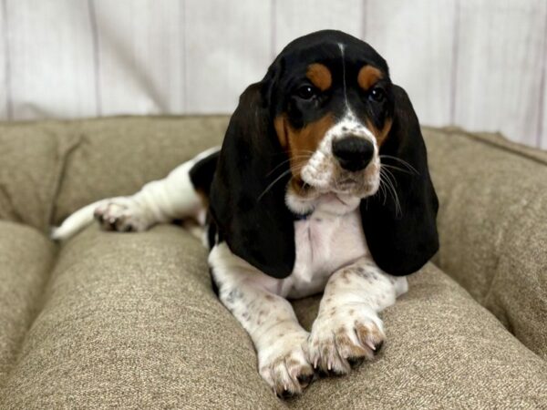 [#29155] Black White / Tan Male Basset Hound Puppies For Sale