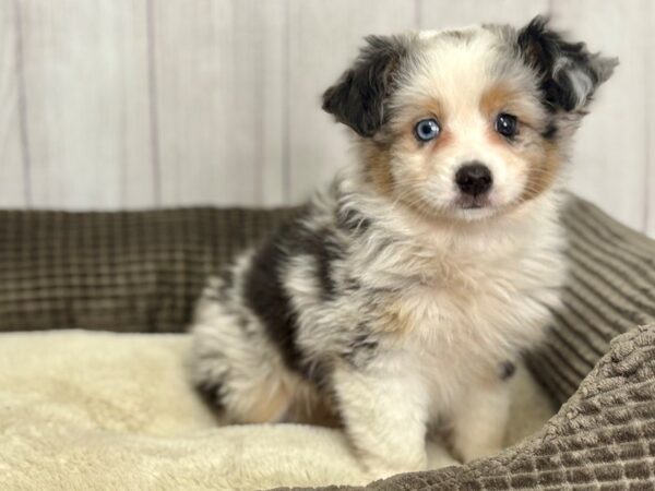 [#29153] Blue Merle / Tan Male Miniature Australian Shepherd Puppies For Sale
