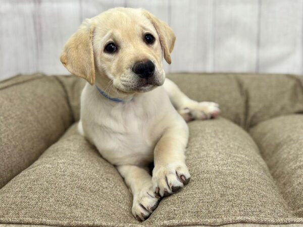 [#29152] Yellow Male Labrador Retriever Puppies For Sale