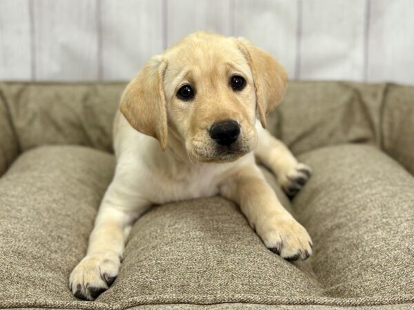 [#29151] Yellow Female Labrador Retriever Puppies For Sale