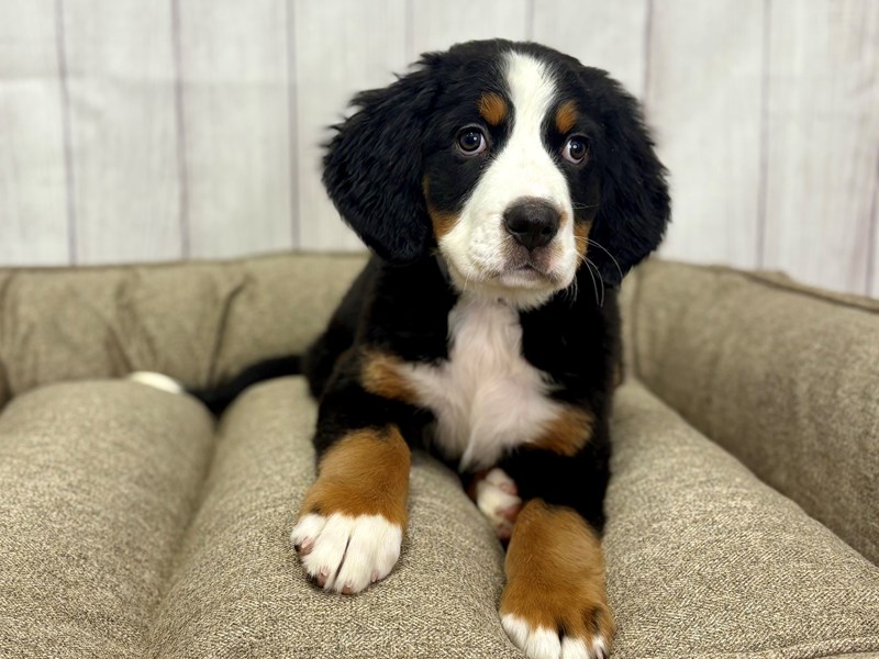 Bernese Mountain Male Puppy Bernese Mountain Dog Puppy Black