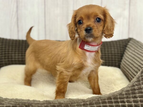 [#29146] Ruby Female Cavalier King Charles Spaniel/Poodle Puppies For Sale