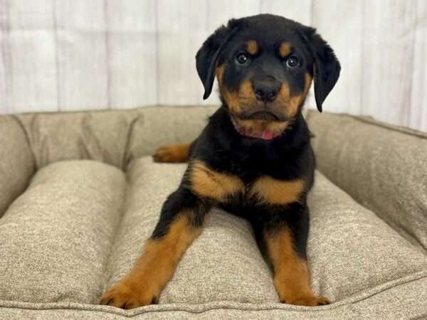 [#29145] Black and Mahogany Female Rottweiler Puppies For Sale