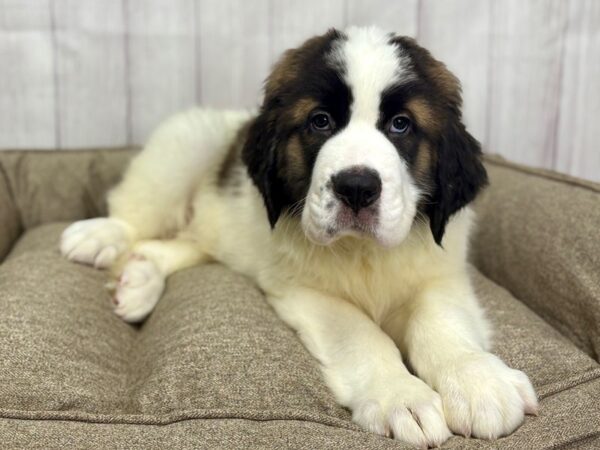 [#29143] Mahogany and White Male Saint Bernard Puppies For Sale